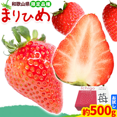 【2026年先行予約】いちご まりひめ 約500g ( 250g × 2パック ) お試し パック 苺 イチゴ JAわかやま 紀の里地域本部《2026年2月中旬-3月末頃出荷》 和歌山県 紀の川市 青果物 果物 くだもの フルーツ スイーツ 1004215 - 和歌山県紀の川市