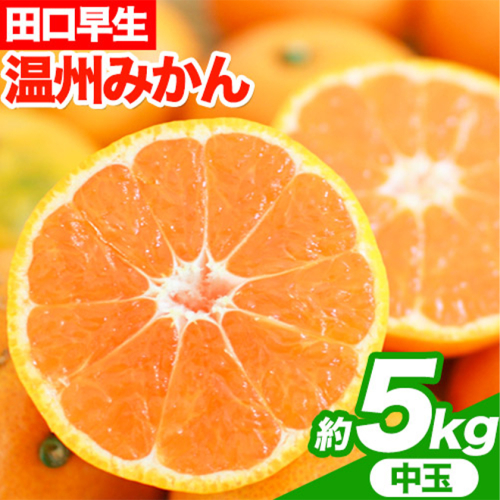 【先行予約】早生みかん(田口早生) 約5kg《11月中旬～12月末頃より出荷予定(土日祝除く)》ｍ＆ｎ果実園 和歌山県 紀の川市 送料無料 蜜柑 柑橘 果物 フルーツ 温州みかん 早生みかん 田口早生 1004267 - 和歌山県紀の川市