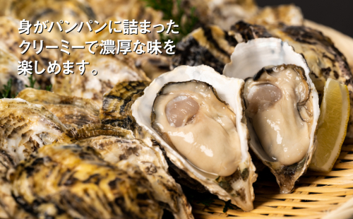 【先行予約】 牡蠣 鏡オイスター 生食用 1.5kg オイスター 生かき 新鮮 おつまみ BBQ 【2025年12月中旬より順次発送】 1006552 - 熊本県八代市