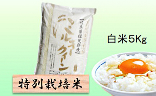 特別栽培米★白米５kg 【ミルキークイーン】 お米 ブランド米 銘柄米 精米 ご飯 おにぎり モチモチ 低アミロース米 冷めても美味しい  1009028 - 岐阜県池田町
