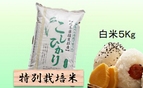 特別栽培米★白米5kg 【コシヒカリ】 お米 ブランド米 銘柄米 精米 ご飯 おにぎり お米の王様 バランス 1009029 - 岐阜県池田町