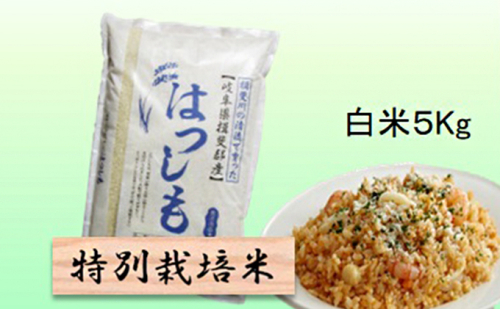 特別栽培米★白米5kg 【ハツシモ】 お米 ブランド米 銘柄米 精米 ご飯 おにぎり アッサリ 幻のお米 大粒 1009031 - 岐阜県池田町