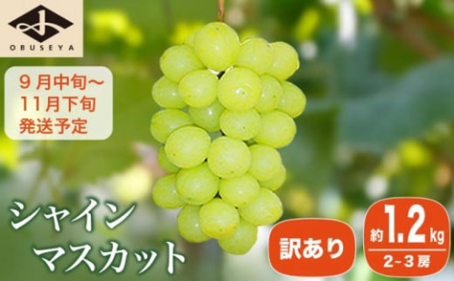 【訳あり】シャインマスカット 約1.2kg 2～3房 ［小布施屋］数量限定 期間限定 家庭用 規格外 不揃い 傷 果物 フルーツ ぶどう 葡萄 ブドウ クール便 冷蔵便 生産者応援・支援品 長野県産 信州産 令和7年産 【2025年9月中旬～11月下旬発送】 ［A-228］