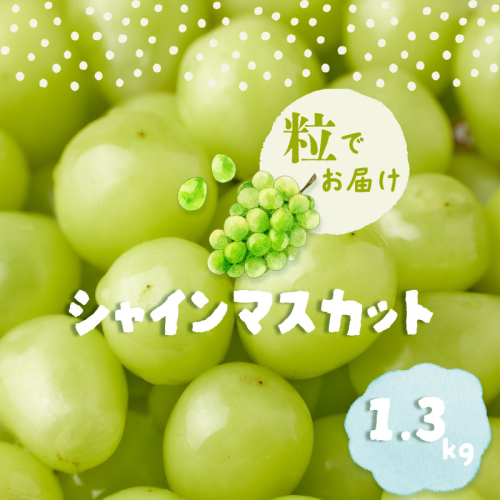 シャインマスカット1.3kg　（粒） フルーツ 葡萄 ぶどう シャインマスカット 高級フルーツ おやつ 山梨 ブドウ 1009333 - 山梨県都留市
