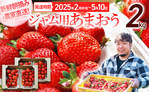 ジャム用あまおう2kg ※2025年2月中旬～5月10日頃にかけて順次出荷予定 BD07 1017774 - 福岡県大木町