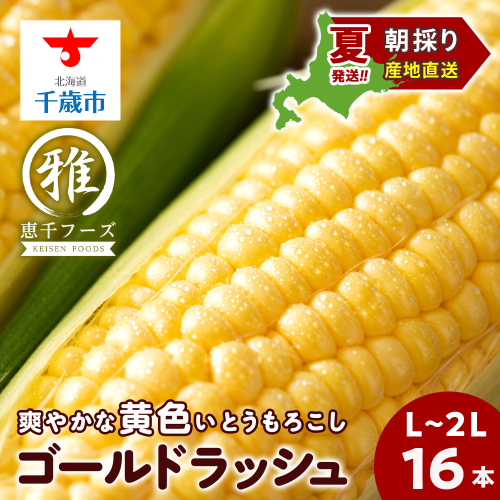 2025年夏発送 とうもろこし ゴールドラッシュ L～2L 16本 101912 - 北海道千歳市