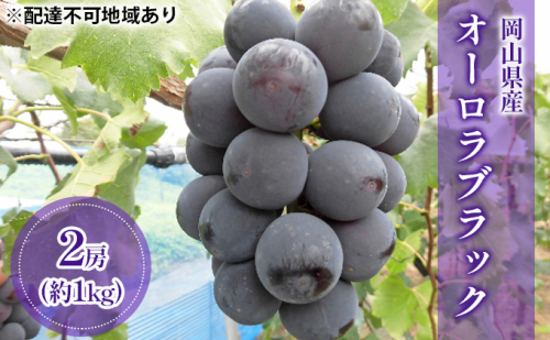 【2026年先行予約】 ぶどう 岡山県産 オーロラブラック （ 種無し ）約1kg（2房） 《2026年9月上旬-中旬頃出荷》 葡萄 ブドウ フルーツ 果物 スイーツ 数量限定 期間限定 岡山 里庄町  102339 - 岡山県里庄町