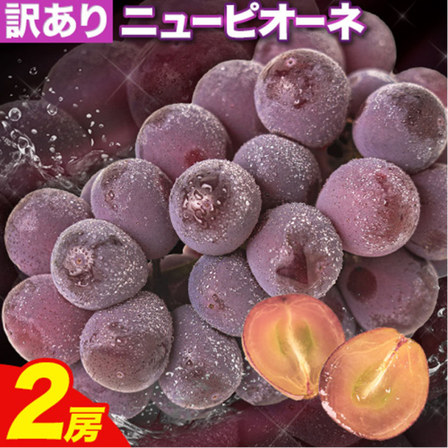 【先行予約】訳あり ニューピオーネ 約1.2kg 2房 葡萄 果物 秋旬 訳あり 優品 厳選出荷 スイーツ フルーツ デザート 岡山県 浅口市《2025年9月中旬-11月上旬頃出荷》 1024707 - 岡山県浅口市