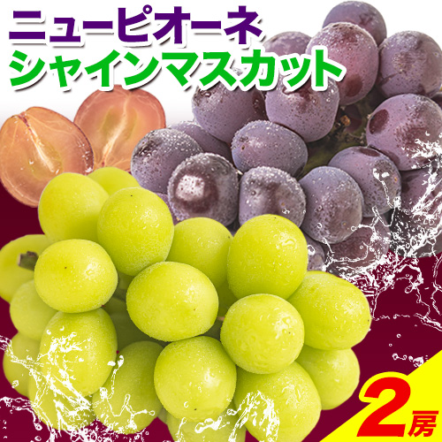 訳あり シャインマスカット・ニューピオーネ 詰め合わせ 約1.2kg 2房《9月中旬-11月上旬頃出荷》岡山県 浅口市 果物 くだもの ぶどう 葡萄 マスカット フルーツ デザート シャインマスカット シャイン マスカット ピオーネ ニューピオーネ ブドウ 1024709 - 岡山県浅口市