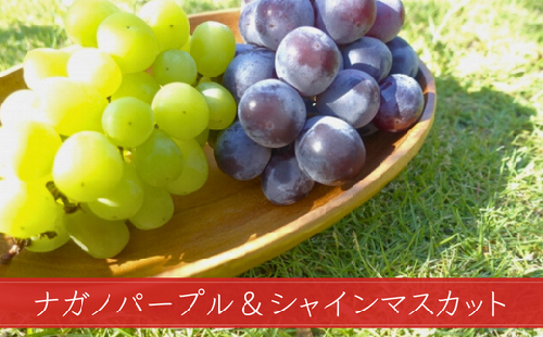 KG11-25A ぶどう食べ比べセット 2種  D（シャインマスカット／ナガノパープル）約1.7kg ／9月上旬頃～発送予定 // 長野県 南信州 松川町 種なし 皮ごと 葡萄 ぶどう ブドウ 農家直送 食べ比べ 詰め合わせ 贈答 新鮮 シャイン マスカット ナガノパープル 果物 フルーツ KG11 約2kg