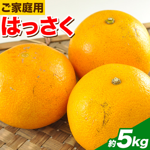 【先行予約】【訳あり/ご家庭用】はっさく 八朔 4kg+1kg 計約5kg サンファーム《1月上旬-3月末頃より出荷予定》和歌山県 紀の川市 ご家庭用 1032011 - 和歌山県紀の川市