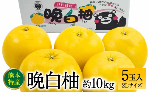 【先行予約】 熊本県八代市産 晩白柚 2Lサイズ 5玉入り 約10kg 果物 くだもの フルーツ 柑橘類 青果物 特産品 お取り寄せ 【2025年12月中旬より順次発送】 1035325 - 熊本県八代市