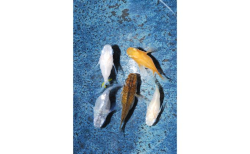 メダカ「ダルマメダカ」 ミックス5匹セット[52210550] 生き物生き物  103748 - 埼玉県飯能市