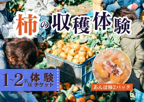 【季節限定】1～2人用／柿の収穫体験 チケット あんぽ柿（2トレー）※着日指定不可 ※沖縄・離島への配送不可 ※2023年10月上旬～2024年2月下旬頃に発送予定 1038750 - 福島県国見町
