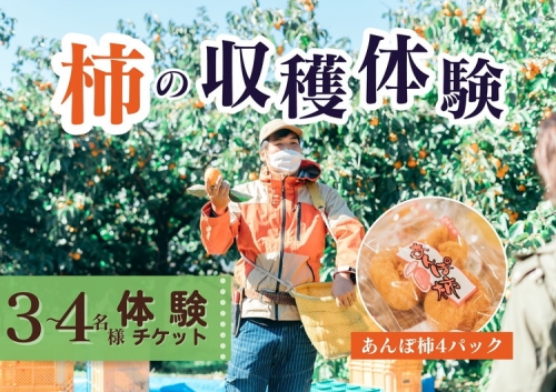【定期便】【季節限定】3～4人用／柿の収穫体験 チケット あんぽ柿（4トレー）※沖縄・離島への配送不可 2023年10月上旬～2024年2月下旬頃に順次発送予定 1038753 - 福島県国見町