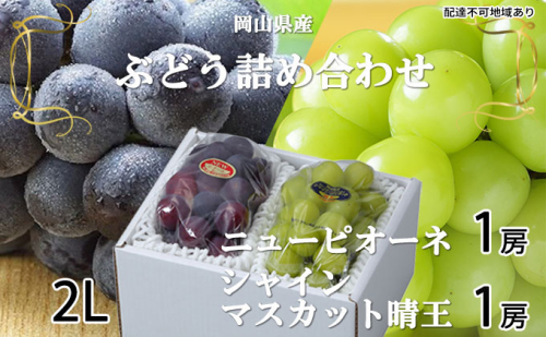 ぶどう 2026年 先行予約 ニュー ピオーネ 1房 約500g シャイン マスカット 晴王 1房 約500g（2Lサイズ）詰め合わせ 岡山県産 国産 フルーツ 果物 ギフト 大粒 種なし 高糖度 甘い セット  1040726 - 岡山県玉野市