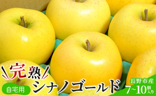 ご自宅用　完熟シナノゴールド 7-10個入り 果物 りんご フルーツ デザート 食後 長野りんご 信州りんご ジューシー 生産者直送  1047455 - 長野県長野市