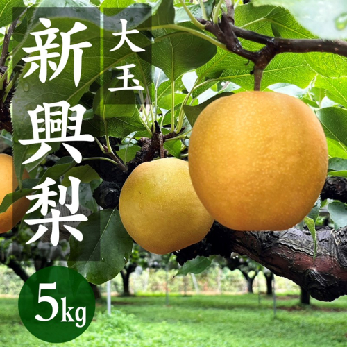 【先行予約／数量限定80】京丹後産 新興梨 大玉 5kg（6～10玉入り）（2026年10月上旬～発送） 1053338 - 京都府京丹後市