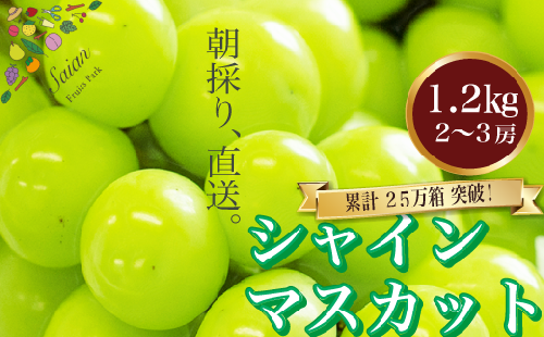 【2025年発送分 先行予約】 シャインマスカット 約1.2kg（2～3房） 8月中旬以降発送予定 フルーツ 山梨県産 果物 シャイン マスカット ぶどう ブドウ 大粒 種なし 産地直送  富士川町 先行予約（A5302）