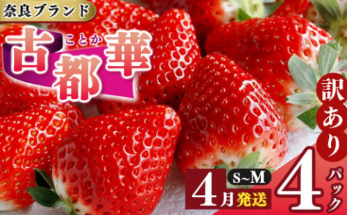 【選べる内容量】平群の古都華 S～Mサイズ （2パック×2ケース）計4パック 阪野農園 | 果物 くだもの フルーツ 苺 イチゴ いちご ストロベリー 古都華 ことか 旬の品種 産地直送 奈良県 平群町