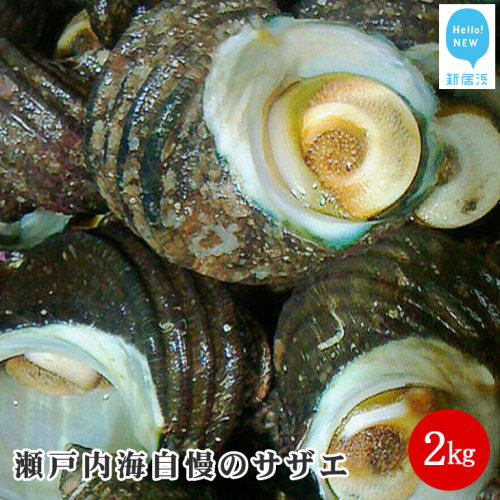 絶品！！瀬戸内海自慢のサザエ2kg 1073 - 愛媛県新居浜市