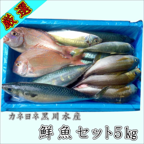 御坊産　鮮魚セット5kg【配送不可地域】沖縄・北海道・東北・九州 1075668 - 和歌山県御坊市