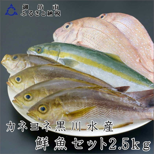 御坊産　鮮魚セット2.5kg【配送不可地域】沖縄・北海道・東北・九州 1075669 - 和歌山県御坊市