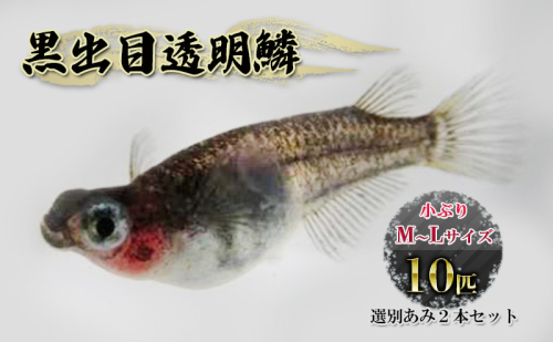 黒出目透明鱗 小ぶりM~Lサイズ前後10匹 選別あみ2本セット 生き物 生体 観賞魚 魚 アクアリウム ペット 1076998 - 埼玉県嵐山町