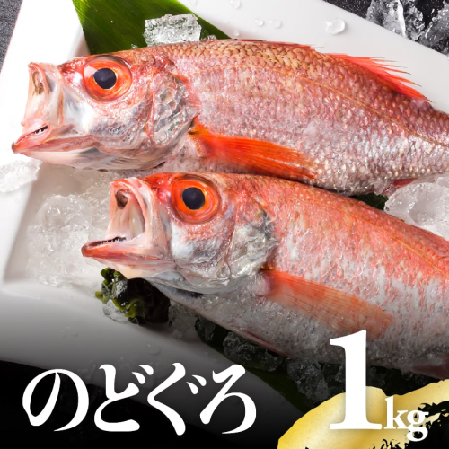 川谷水産厳選！ のどぐろ ( アカムツ ) 約１ｋｇ 【 魚介類 鮮魚 魚 ノドグロ 】 宮崎県川南町 108341 - 宮崎県川南町