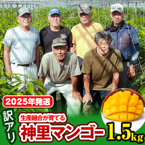 【訳あり】2025年発送 生産組合から直送 神里マンゴー1.5kg 108707 - 沖縄県南風原町