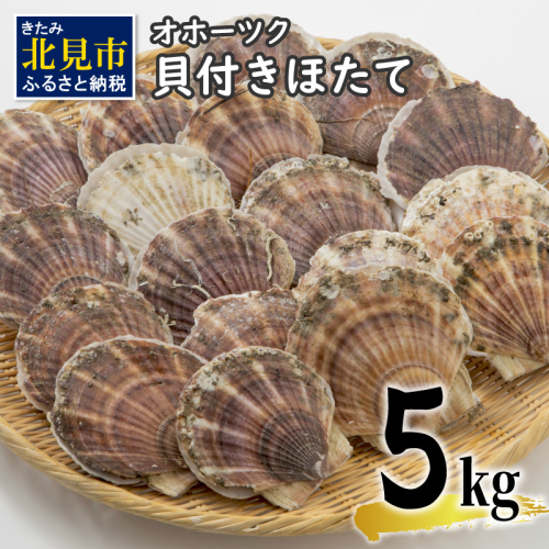 【予約：2025年3月下旬から順次発送】オホーツク貝付きほたて 5kg(30枚～50枚)( 海鮮 魚介 魚介類 貝 貝類 ホタテ ほたて 帆立 殻付き 貝柱 贈答 ギフト 贈り物 お中元 お祝い BBQ バーベキュー )【031-0011-2025】 1087382 - 北海道北見市