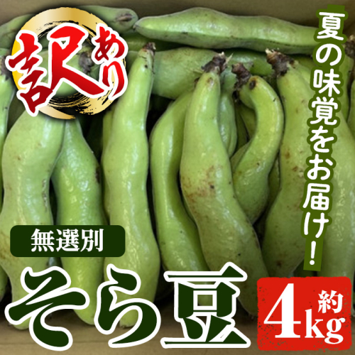 ＜先行予約受付中！2026年4月下旬以降順次発送予定＞訳あり！鹿児島県産 そら豆(約4kg) 国産 野菜 そら豆 ソラマメ おつまみ サラダ 炒め物 訳アリ サイズ混合 ソラ豆 鞘つき さやつき【松永青果】akn053-08 1105515 - 鹿児島県阿久根市