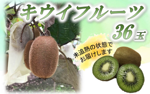 未追熟 キウイフルーツ 36玉（約3.6kg）_2302R 1110905 - 大分県国東市