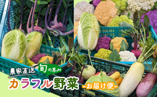 農家直送 旬の恵み カラフル野菜 お届け便 野菜 詰め合わせ 野菜セット カリフラワー コールラビ かぶ ブロッコリー 旬 セット おまかせ  1112956 - 滋賀県湖南市