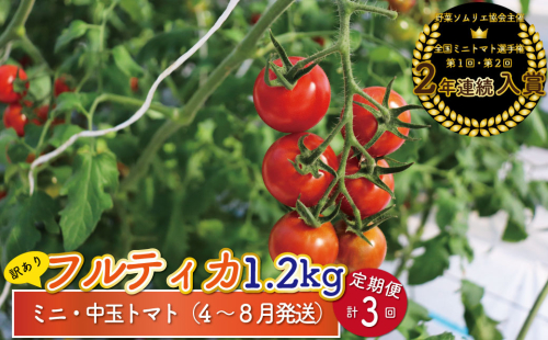 【4月～8月頃発送】＜約1.2kg×3回 定期便＞訳あり アイメック フルティカ トマト＞ましまファーム ミニトマト フルーツトマト 【常温】送料無料 ワケあり 規格外 1113698 - 高知県佐川町