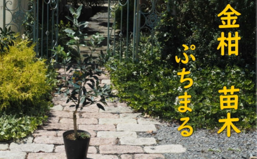 きんかん 植物 苗木 品種 ぷちまる 2年生苗 PVP 金柑 キンカン 種無し 種なし ガーデニング  1114476 - 福岡県朝倉市