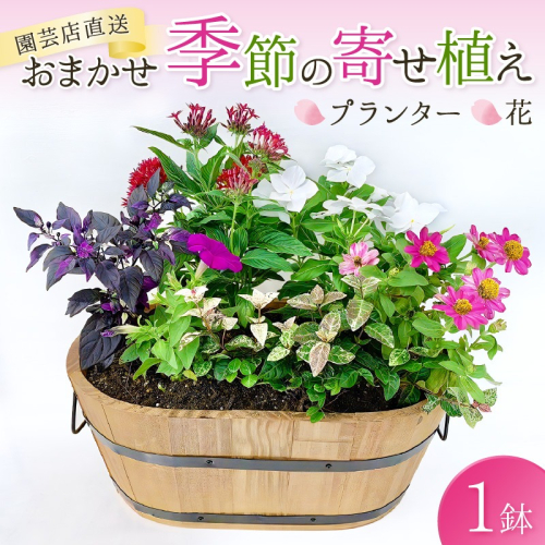 【園芸店直送】おまかせ季節の寄せ植え プランター 花 1127254 - 和歌山県御坊市