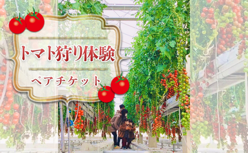 トマト狩り体験　ペアセット 体験チケット 子連れ ファミリー お出かけ 旅行 観光 野菜収穫  1128056 - 岐阜県池田町
