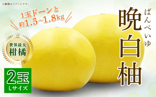 【先行予約】八代特産 晩白柚 Lサイズ 2玉 ばんぺいゆ 柑橘 果物 くだもの フルーツ 熊本県 【2025年12月上旬より順次発送】 1128954 - 熊本県八代市
