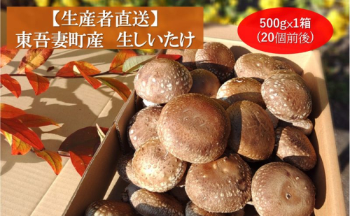 生椎茸 約500g ×1箱 (20個前後) 野菜 きのこ しいたけ 椎茸 群馬県 キノコ 群馬県産 東吾妻町産 国産 日本産 食材 国産椎茸 歯ごたえ 肉厚 鍋物 旨味 具材 鍋の具材  1131877 - 群馬県東吾妻町