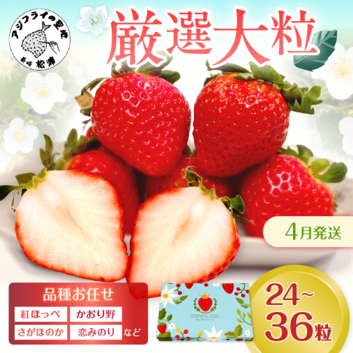 厳選大粒　こだわり苺 品種お任せ12～18粒×2パック(4月発送)(いちご 苺 イチゴ 大粒 紅ほっぺ かおり野 さがほのか 恋みのり 果物 フルーツ )【B6-031_04】 1145672 - 長崎県松浦市