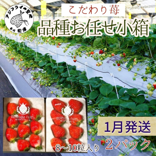 こだわり苺　品種お任せ小箱8粒～10粒×2パック(1月発送)( いちご 苺 イチゴ 紅ほっぺ かおり野 さがほのか 恋みのり 果物 フルーツ フルーツサンド ケーキ )【B0-176_01】 1145673 - 長崎県松浦市