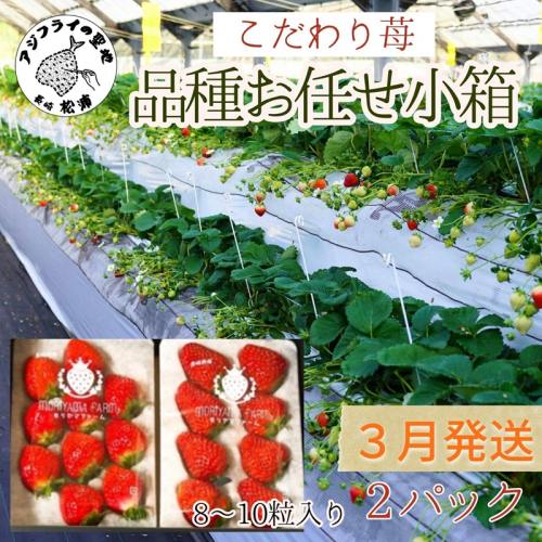 こだわり苺　品種お任せ小箱8粒～10粒×2パック(3月発送)( いちご 苺 イチゴ 紅ほっぺ かおり野 さがほのか 恋みのり 果物 フルーツ フルーツサンド ケーキ )【B0-176_03】 1145675 - 長崎県松浦市