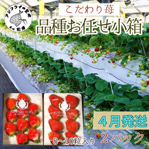 こだわり苺　品種お任せ小箱8粒～10粒×2パック(4月発送)( いちご 苺 イチゴ 紅ほっぺ かおり野 さがほのか 恋みのり 果物 フルーツ フルーツサンド ケーキ )【B0-176_04】 1145676 - 長崎県松浦市