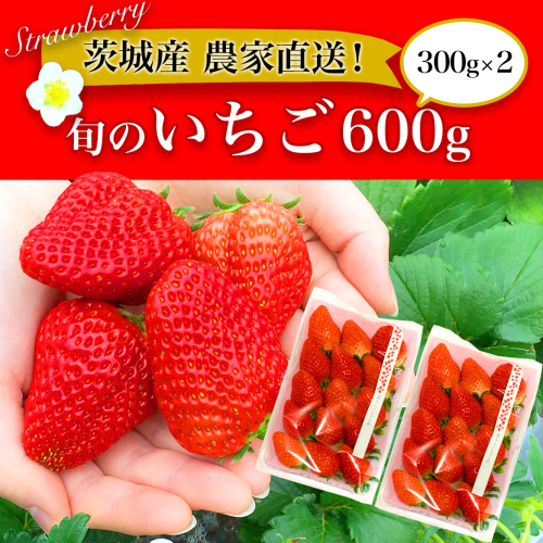 摘みたて！旬のいちご600g（300g×2） ※北海道・沖縄・離島への配送不可 ※2025年1月中旬頃より順次発送予定 | いちご 苺 イチゴ 600グラム 2パック フルーツ 小分け おいしい いばらキッス 紅ほっぺ よつぼし 恋みのり 取り寄せ お取り寄せ ギフト 贈答 贈り物 プレゼント 茨城県 古河市 直送 農家直送 産地直送 送料無料  _BI10 1148617 - 茨城県古河市