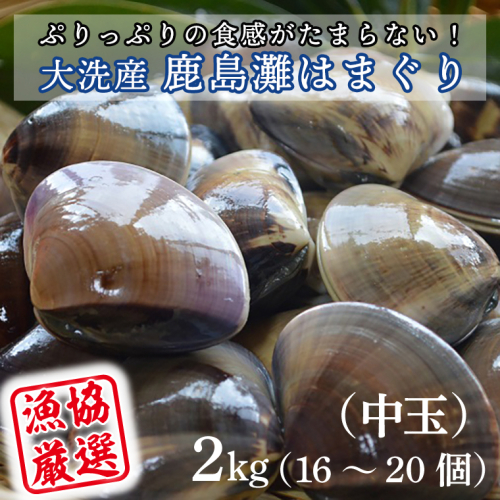 大洗産鹿島灘天然はまぐり 2kg 冷蔵 お吸い物 ハマグリ 蛤 貝 砂抜き処理 魚介類 大洗産 天然 はまぐり 1149348 - 茨城県大洗町