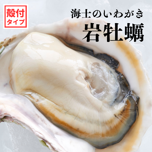 【旨味そのまま！】海士のいわがき殻付きLLサイズ×12個（4.8kg～6kg）◆ナイフ付き 115099 - 島根県海士町