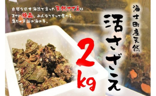 【隠岐・海士町といえばこれ!】島獲れ活さざえ2kgセット 115120 - 島根県海士町