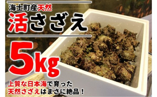 【隠岐・海士町といえばこれ!】島獲れ活さざえ5kgセット 115121 - 島根県海士町