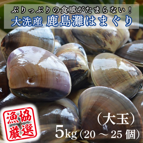大洗産鹿島灘天然はまぐり 5kg 冷蔵 お吸い物 ハマグリ 蛤 貝 砂抜き処理 魚介類 大洗産 天然 はまぐり 1159283 - 茨城県大洗町
